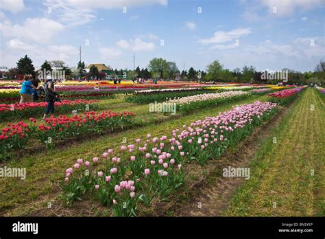 Tulip Time Festival Dutch Holland Michigan In USA Tulip Gardens In