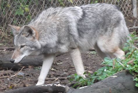 Meet the Coywolf, a Coyote and Wolf Hybrid with a Growing Population