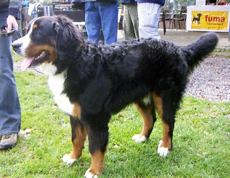 Bernese Mountain Dog Photos And Wallpapers The Beautiful Bernese