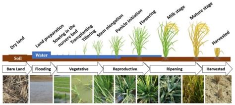 Agriculture Free Full Text Rice Growth Stage Classification Via Rf Based Machine Learning