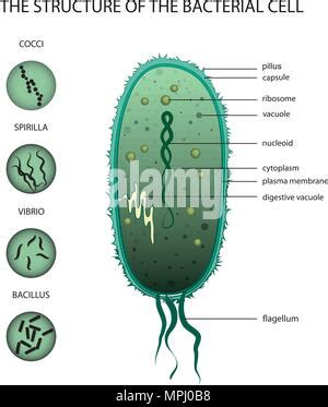 Aufbau Einer Bakterienzelle Stock Vektorgrafik Alamy