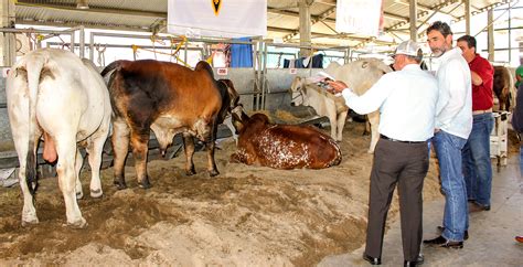 Impulsa Sagarpa Una Ganadería Mexicana De Clase Mundial Secretaría De Agricultura Ganadería