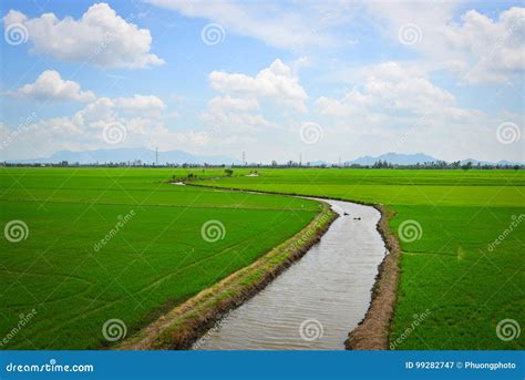 Rice Field in Mekong Delta, Southern Vietnam Stock Image - Image of ...