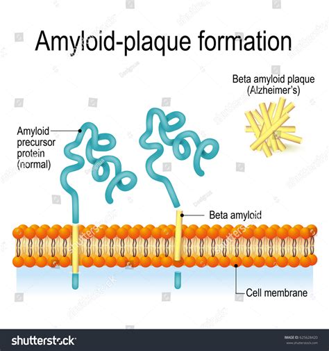 Cell Membrane Amyloid Precursor Protein App Ilustración De Stock