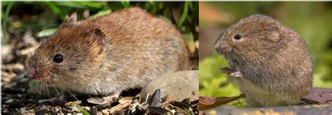 Types Of Rodents In Massachusetts W Pics Bird Watching Hq