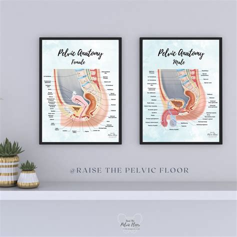 Male Pelvic Anatomy Poster Art Print Sagittal Side View Penis