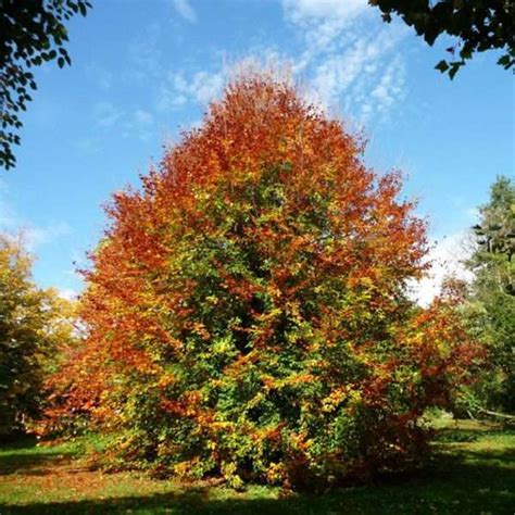 БУК ВОСТОЧНЫЙ (лат. Fagus orientalis) - Лесосад