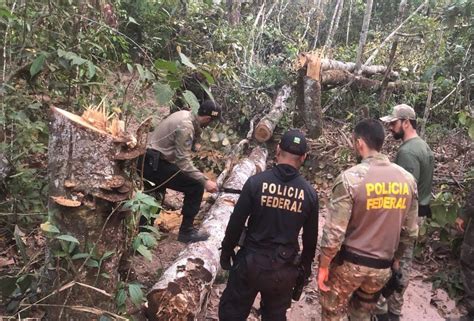 Ap S Prender Sete Pessoas Por Extrair Madeira Em Terra Ind Gena Pf