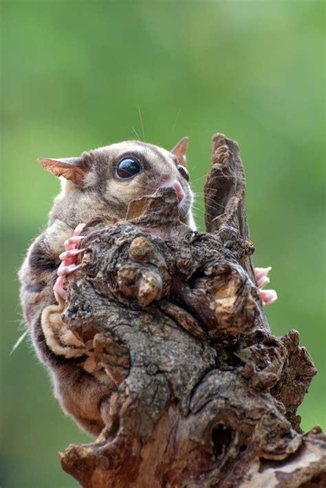 Sugar Glider Petaurus Breviceps On Tree Branch Stock Image Image Of