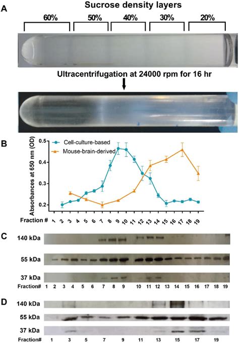 Separation And Purification Of Virus Particles Through A Discontinuous