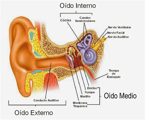 Anatomía para Cosmetología: OÍDO