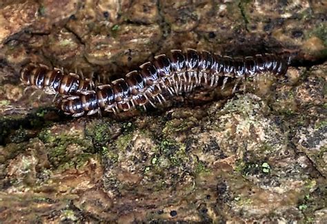 Millipedes On Fallen Tree Oxidus Gracilis BugGuide Net