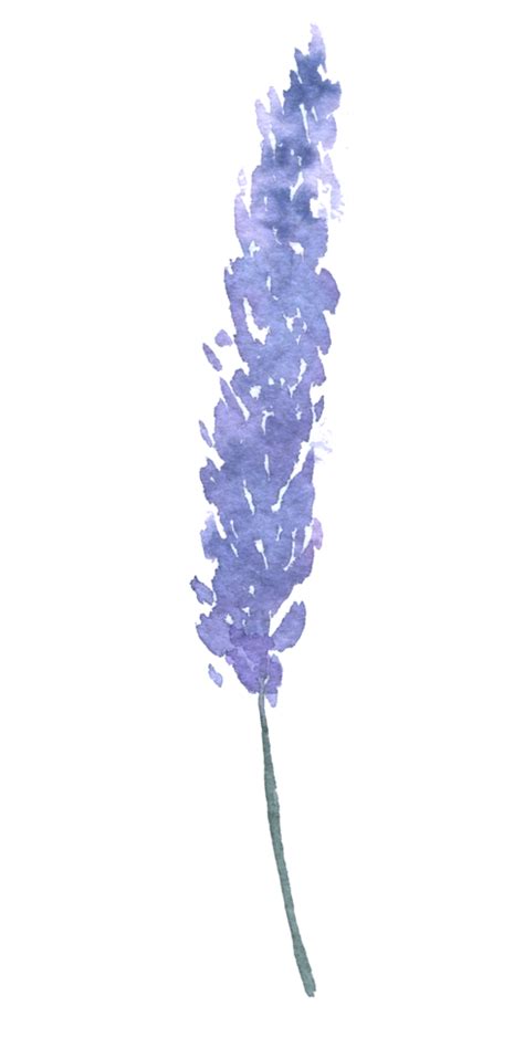 Wildflower Watercolor Beautiful Flower Watercolor Element 10791967 Png