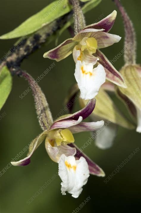 Marsh Helleborine Epipactis Palustris Stock Image C