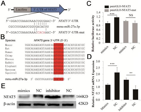 Identification Of Nfat5 Gene As A Direct Target Of Mir 27a In Cho K1 Download Scientific