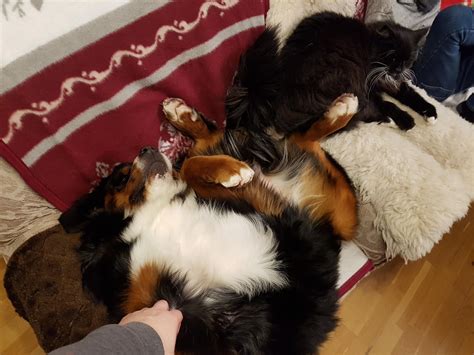 Very interesting position. : r/bernesemountaindogs