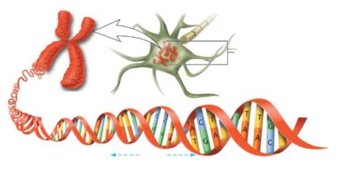 Dna Genen En Chromosomen Figuur Diagram Quizlet