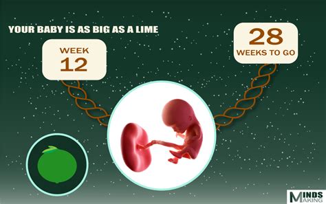 Pregnancy Week 12 October 11, 2024