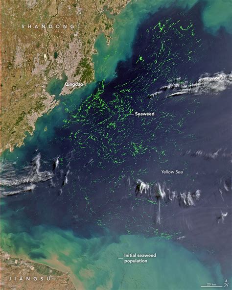 Green Seaweed In The Yellow Sea