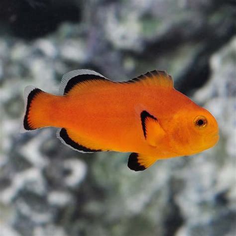 Amphiprion Ocellaris Naked Parella Urban Natura