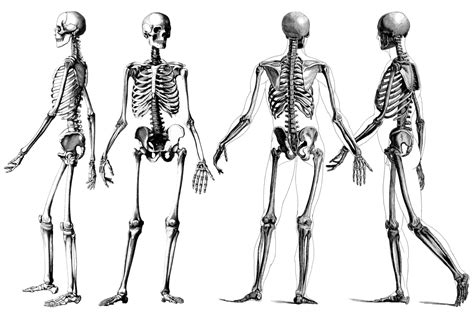 Human Skeleton Bone Victorian Bones Human Skeleton Png Transparent