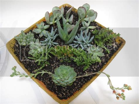 Bonney Lassie: Succulent Dish Gardens