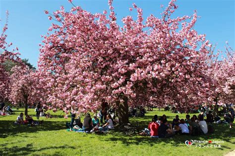 Hanami Les Cerisiers Du Parc De Sceaux Sont En Fleurs Paris