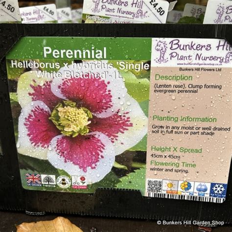 Helleborus Hybridus ‘single White Blotched 1ltr Bunkers Hill Plant