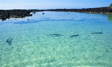 Auf Den Galapagos Inseln Mit Haien Tauchen