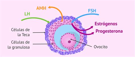 Hormonas Secretadas Por El Ovario