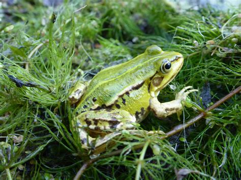 Kleiner Wasserfrosch Stiftung Naturschutz Berlin