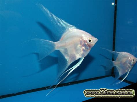 Аквариумный комплекс "Альтум". Фотографии скалярии "Фантом снежинка".