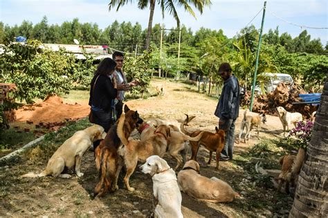 Visiting The Vosd Sanctuary Vosd The Voice Of Stray Dogs