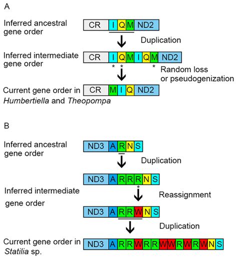 Putative Mechanism Of Mitochondrial Gene Rearrangements Occurring In