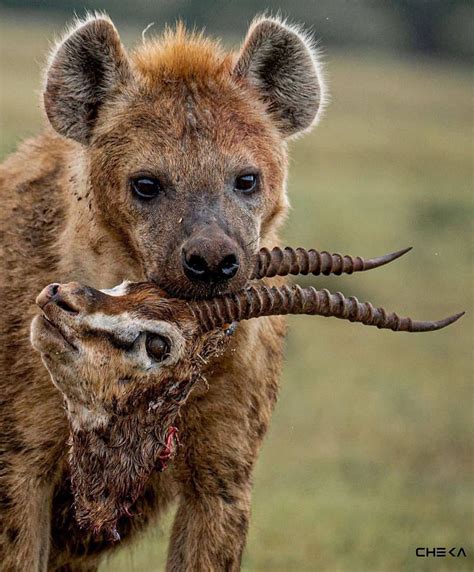 Pin by Alejandro M. Marchebout on Animals | Hyena animal, Hyena