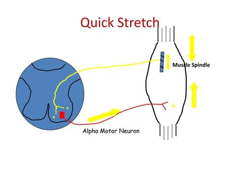 Proprioceptive Neuromuscular Facilitation Ppt