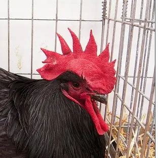 TOP 9 Chicken Comb Types - Everything You Need To Know About