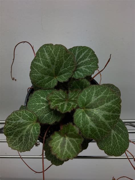 Strawberry Begonia