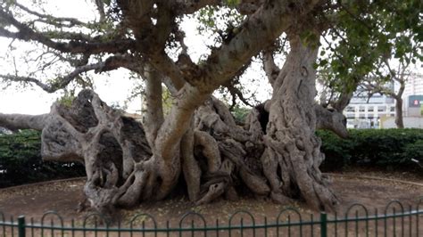 Sycamore Trees Israel By Leiah