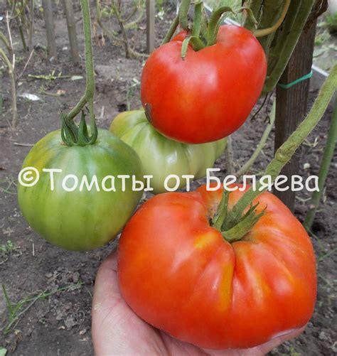 Томат Минусинская Грушанка • Описание, ОТЗЫВЫ(7), фото, семена, купить