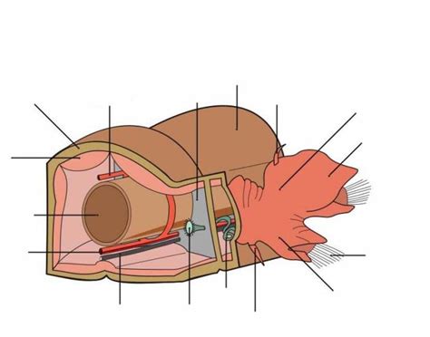 Polychaete Anatomy Sandworm Quiz
