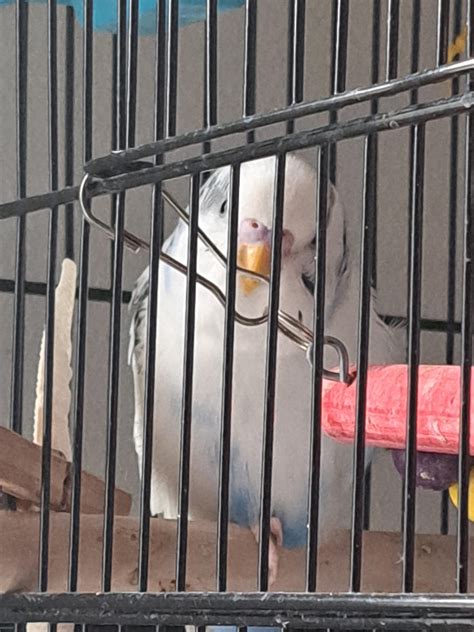 Disappearing Feet = Time for bed : r/budgies