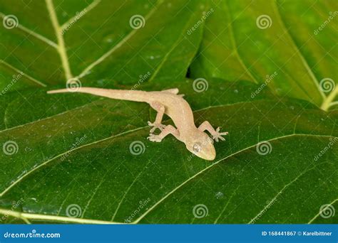 Asian Or Common House Gecko Hemidactylus Frenatus Lies On Green Leaves