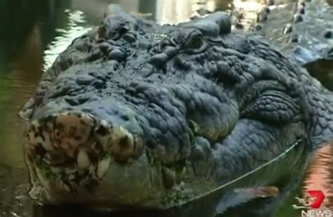 Woman feared dead after being dragged underwater by crocodile on ...