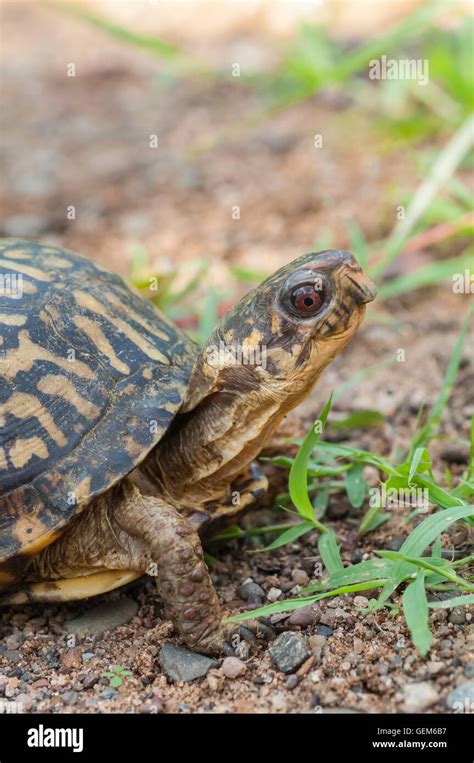 Eastern Box Turtle Terrapene Carolina Carolina Native To Eastern