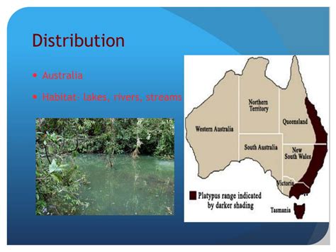 platypus powerpoint    id