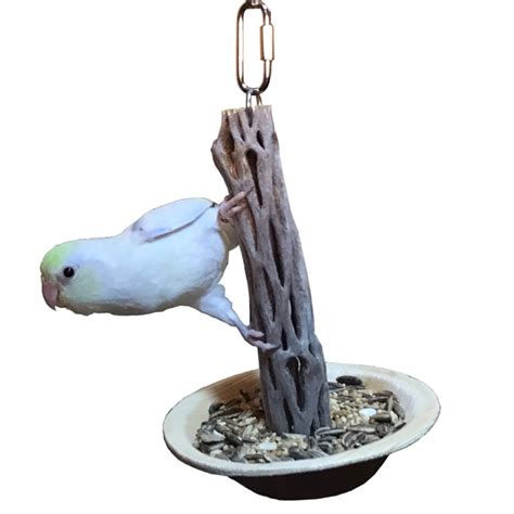 Home Aussie Parrotlets
