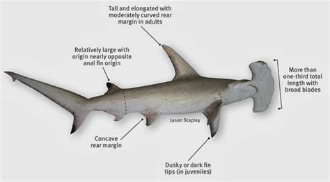 AVEEK- Blogs: Hammerhead shark