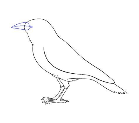 How to Draw a Raven | Step-by-Step Tutorial | Easy Drawing Guides