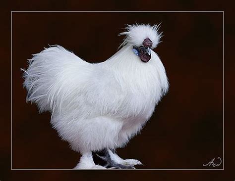 Fuzzy Chickens Too Cute To Eat Cute Chickens Animals Pet Id
